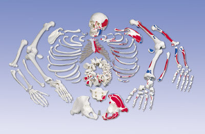 Disarticulated Skeleton Model Deluxe, Muscle Origins Painted, Complete With 3 Part Skull;