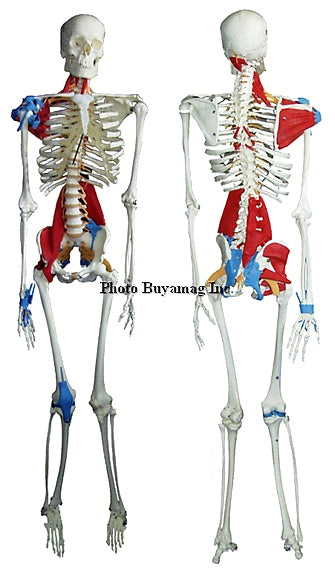 Muscle Skeleton Model Deluxe & Muscles Ligaments, Nerves