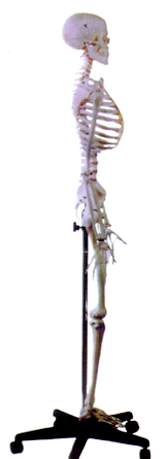 Skeleton Model Deluxe  On Roller Stand