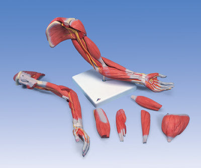 Arm Muscled Model Dissectible 6-Part