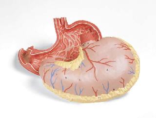 Biology Academy Skeleton Model Painted Muscle Insertion  Organs Deluxe