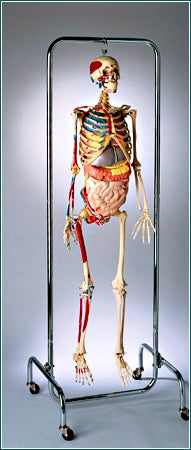 Biology Academy Skeleton Model Painted Muscle Insertion  Organs Deluxe