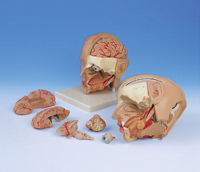 Head, Brain, Eye Model Disassembled 6 Part