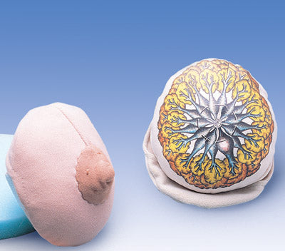 Breast  Inner Structure Pathology, Beige or Brown Color Model