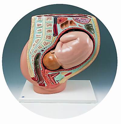 Pregnancy Pelvis, 2-part Deluxe