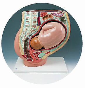 Pregnancy Pelvis, 2-part Deluxe