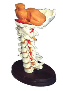 Cervical Vertebral Column Flexible