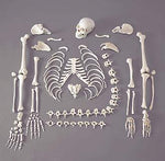 Disarticulated Skeleton Model Full Complete With 3 Part Skull;