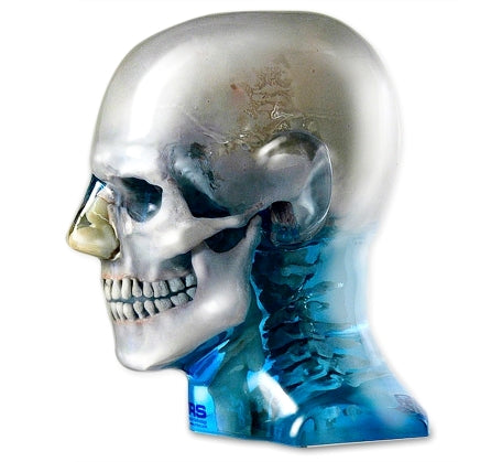 Maxillofacial Phantom Head & Dental X-Ray Cone Beam CT Panoramic Complete