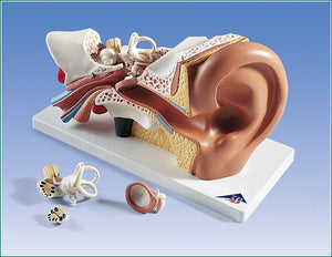 Ear 3 Times Life-Size Model  4 Part