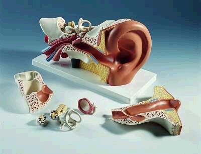 Ear Model  3 Times Life-Size 6 Part