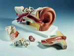 Ear Model  3 Times Life-Size 6 Part