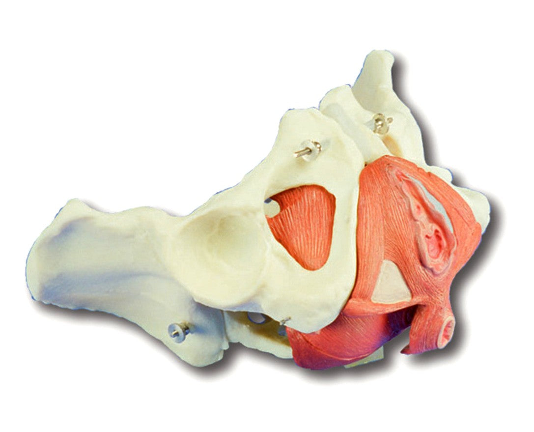 Pelvis Female With Pelvic Floor, 5 Part