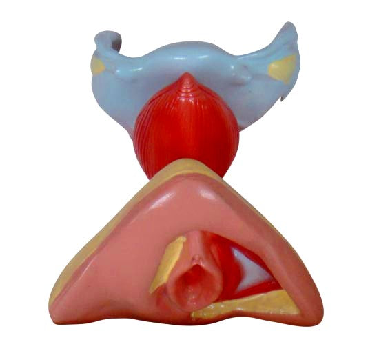 Female Exterior & Interior Genitalia Reproductive Organs Model