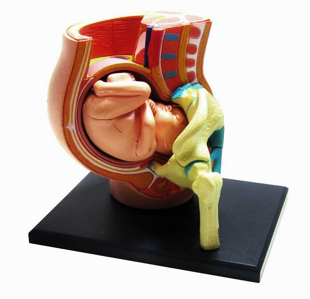 Pelvis Female Uterus O/B 9 Month Pregnancy Fetus Removable two sizes available