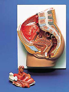 Pelvic Section Female Organs Model Deluxe