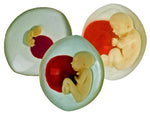 Fetal Development In The Womb  Models Set Of 3