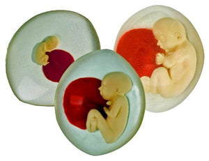 Fetal Development In The Womb  Models Set Of 3