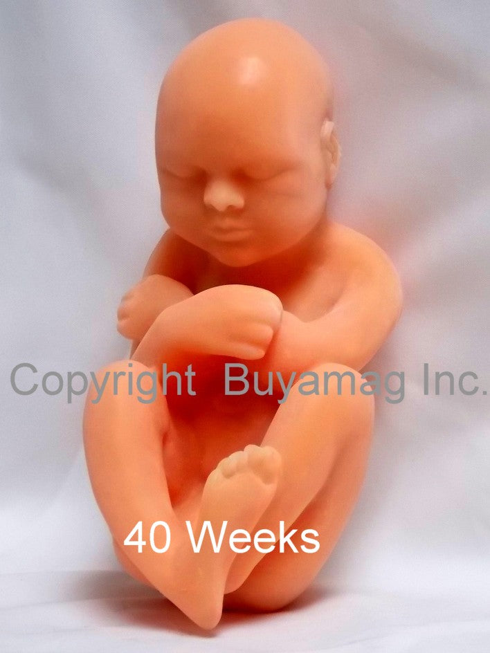 Fetuses Models Set Of 5 pc.