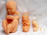 Fetuses Models Set Of 5 pc.