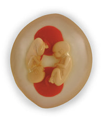 Fetal Development In The Womb  Models Set Of 3