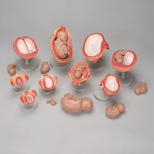 Pregnancy Fetus Uterus Development Model Set Of 9