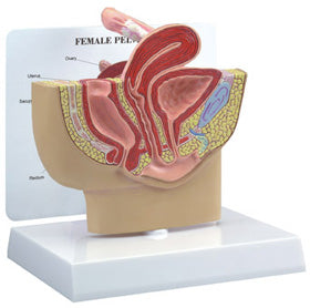 Female Pelvis Section & Organs