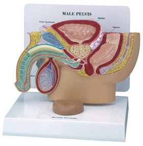 Male Pelvic Section W/ Prostate