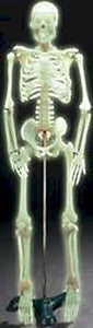 Skeleton Model 34" Glow-In-The-Dark