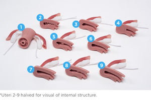 Advanced Gynecological Examination Training Simulator