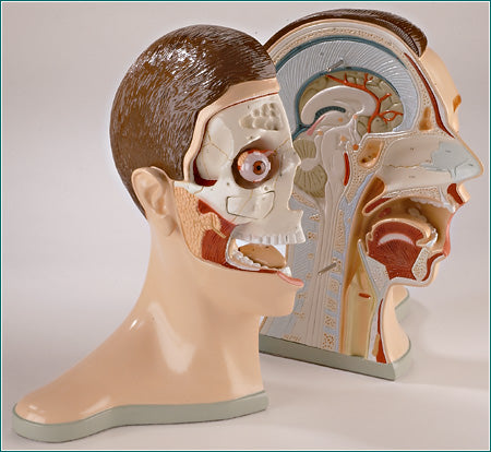 Head Bisected 5-Part: Brain, Nose, Mouth, Throat 2 Parts