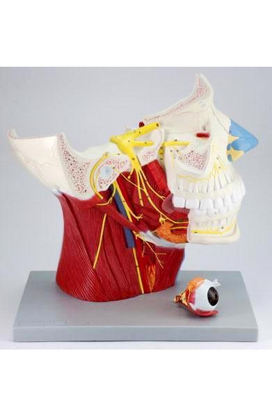 Head With Cranial & Autonomic Nerves Muscles, Nerves Model 2 Part