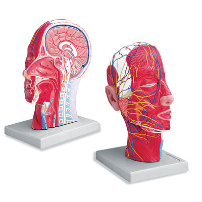 Head Neck Muscle Nerves, Vessels Half - Head Median Dissection