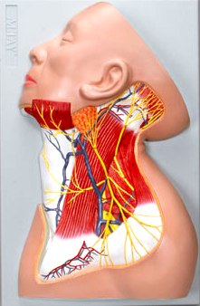 Head Neck Shoulder Nerves Region