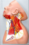 Head Neck Shoulder Nerves Region