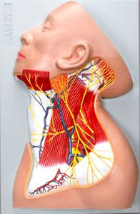 Head Neck Shoulder Nerves Region