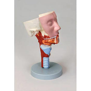 Head & Pharynx, Larynx,  Oronasal Cavity  Model