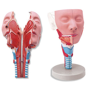 Head & Pharynx, Larynx,  Oronasal Cavity  Model