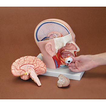 Head Median Dissection Model 4 Parts