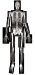 Human Skeleton X-Ray All Bone Parts Authentic Detail 18 Set