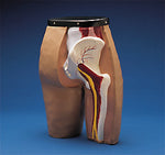 Intramuscular and Injection Hip Simulator