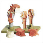 Larynx With Tongue 5 Part Deluxe Model