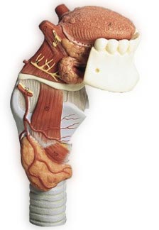 Larynx With Tongue 5 Part Deluxe Model