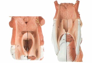 Larynx With Tongue 5 Part Deluxe Model