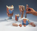 Larynx Model 7 Part Super