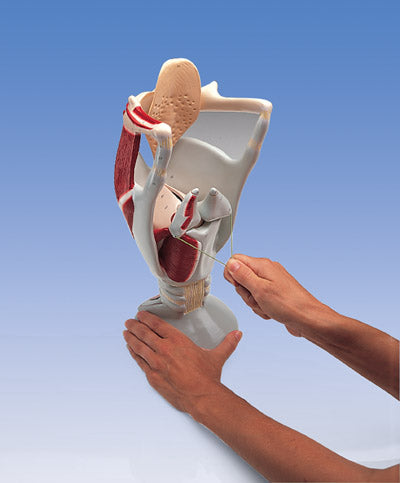 Larynx Functional Deluxe Giant