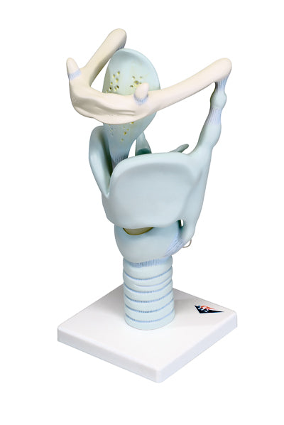 Functional Larynx Model 3 Times Full-Size