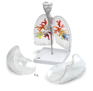 3D Larynx With Bronchial Tree & Lungs Model