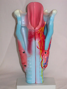 Larynx Deluxe Giant 3 Parts