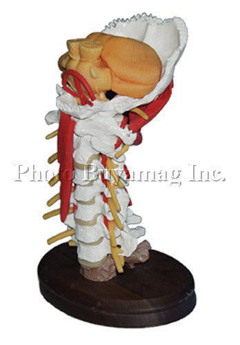 Cervical Section Deluxe With Brain Stem